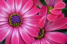Blume