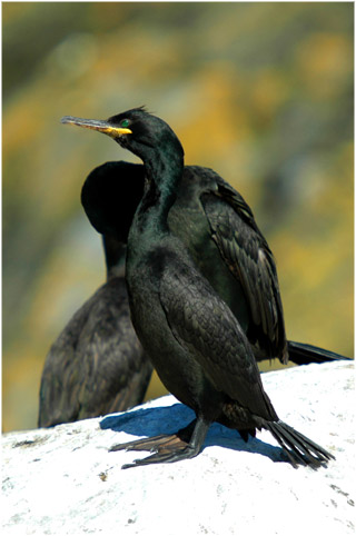 Skandinavien