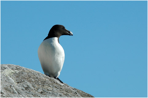 Skandinavien