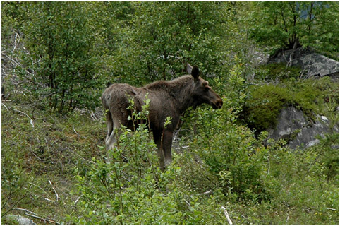 Skandinavien