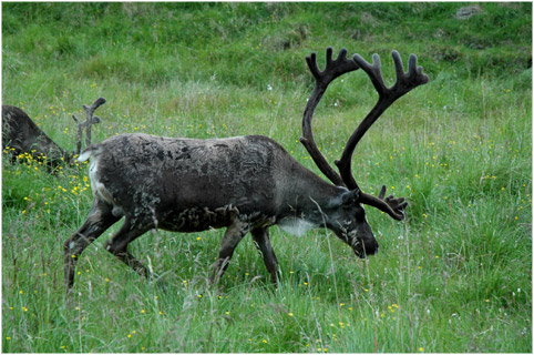 Skandinavien