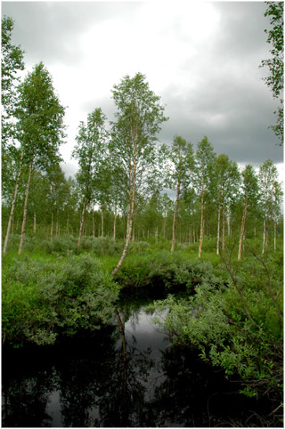 Skandinavien
