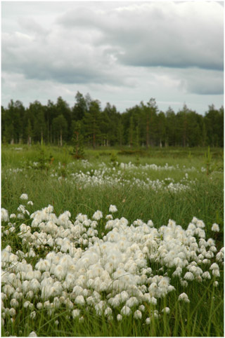 Skandinavien
