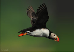 Graui
